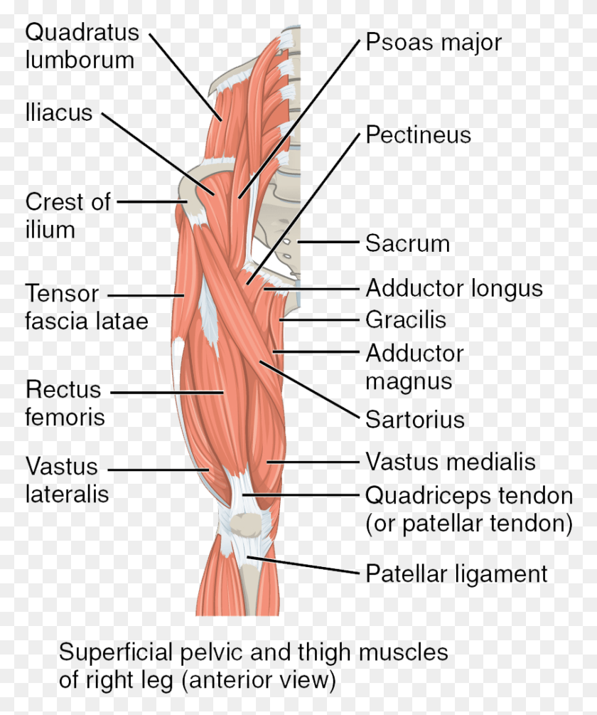 773x945 The Superficial Muscles Of The Thigh Thigh Muscles, Diagram, Plot, Vegetation HD PNG Download