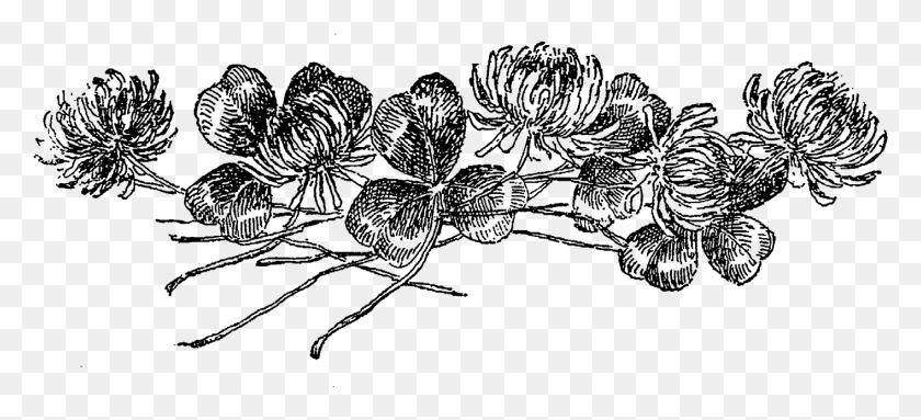 1414x587 Третья Ботаническая Иллюстрация - Иллюстрация Ботанической Линии Гиацинта, Природа, На Открытом Воздухе, Ночь Hd Png Скачать