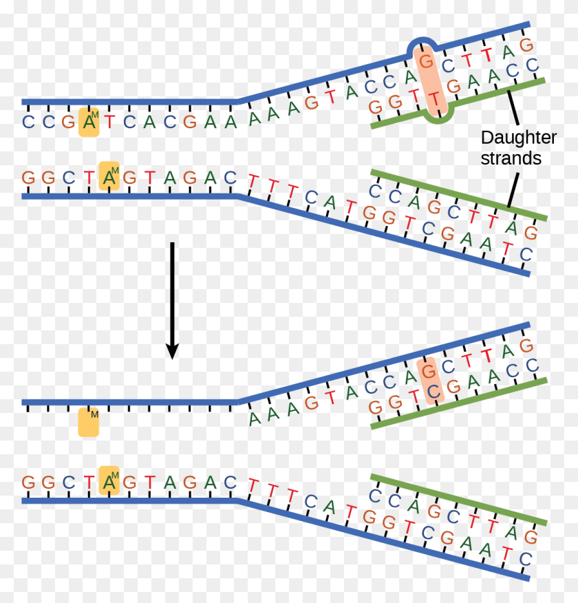 1077x1128 The Top Illustration Shows A Replicated Dna Strand Error In Dna Replication, Word, Text, Plot HD PNG Download