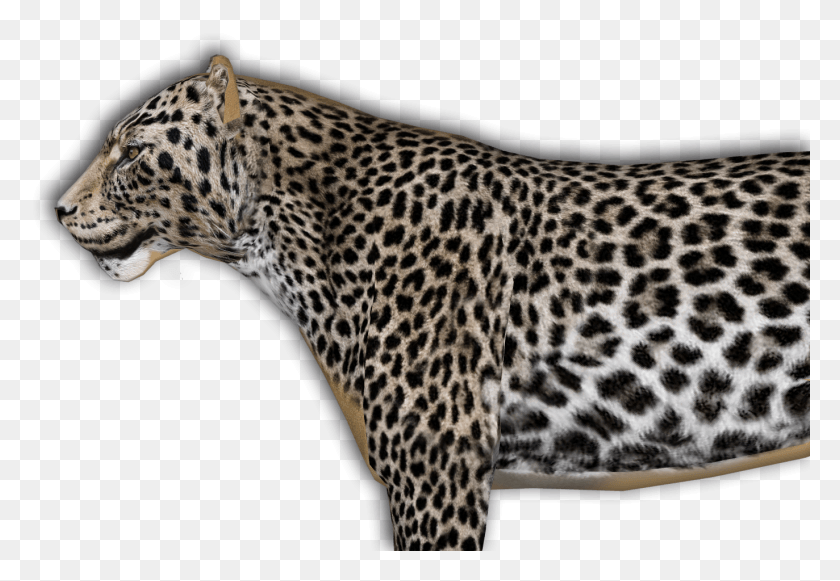 1373x918 La Parte Superior De La Cabeza Me Está Dando Un Problema Jaguar, Pantera, La Vida Silvestre, Mamífero Hd Png