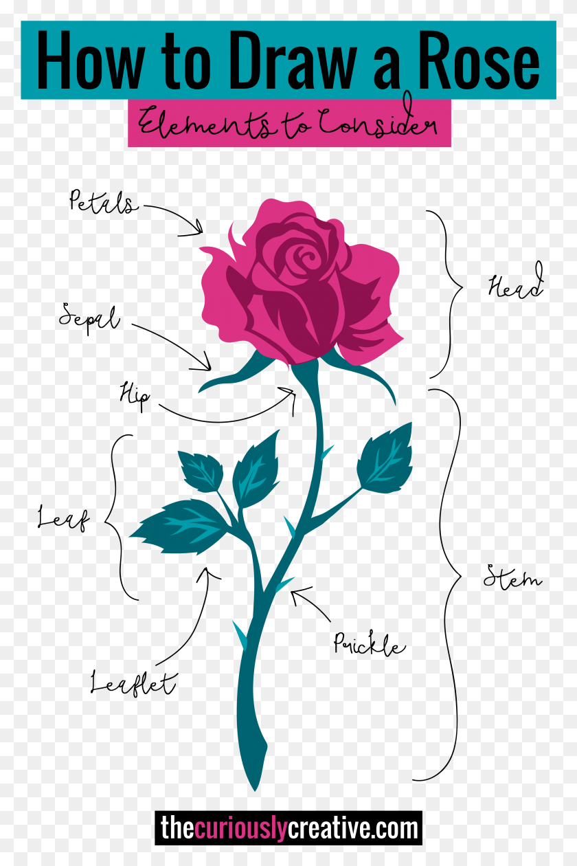 3030x4665 The Ultimate List Of Resources And Tutorials For How Rose Drawing With Acrylic, Plant, Rose, Flower HD PNG Download