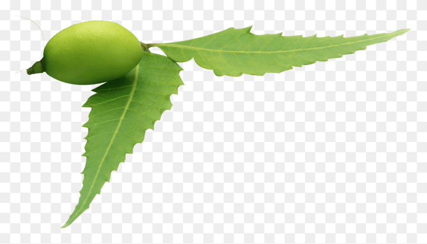 1949x1054 The United Nations Thinks The Neem Tree39s All That Tree, Plant, Leaf, Produce HD PNG Download