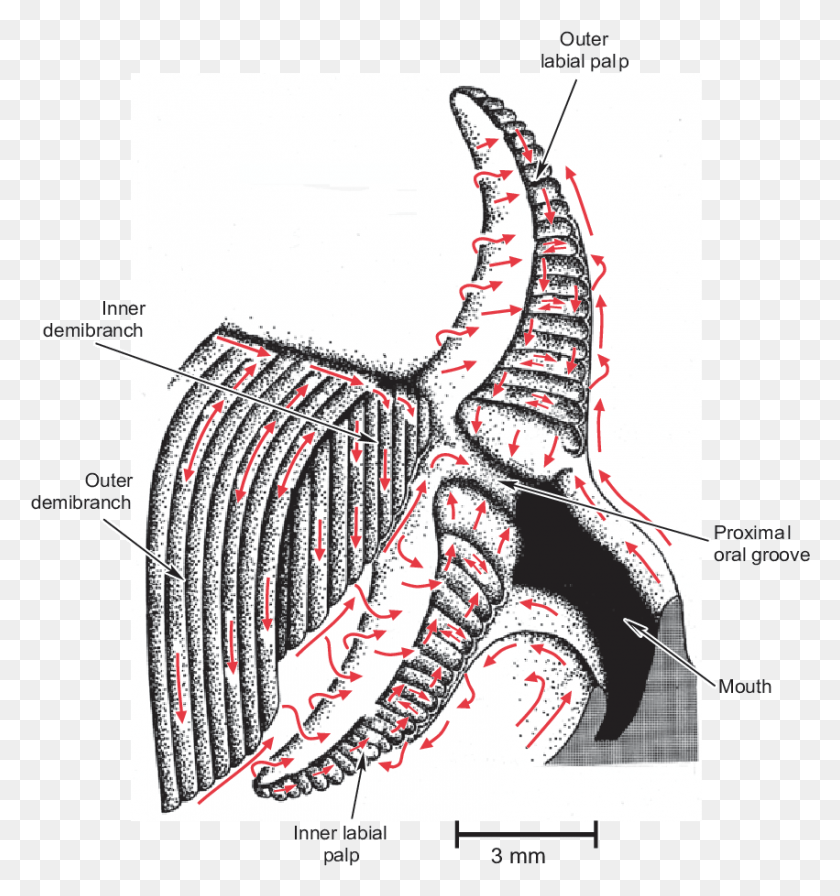 851x913 The Various Ciliary Currents Of The Labial Palps And Drawing, Animal, Claw, Hook HD PNG Download