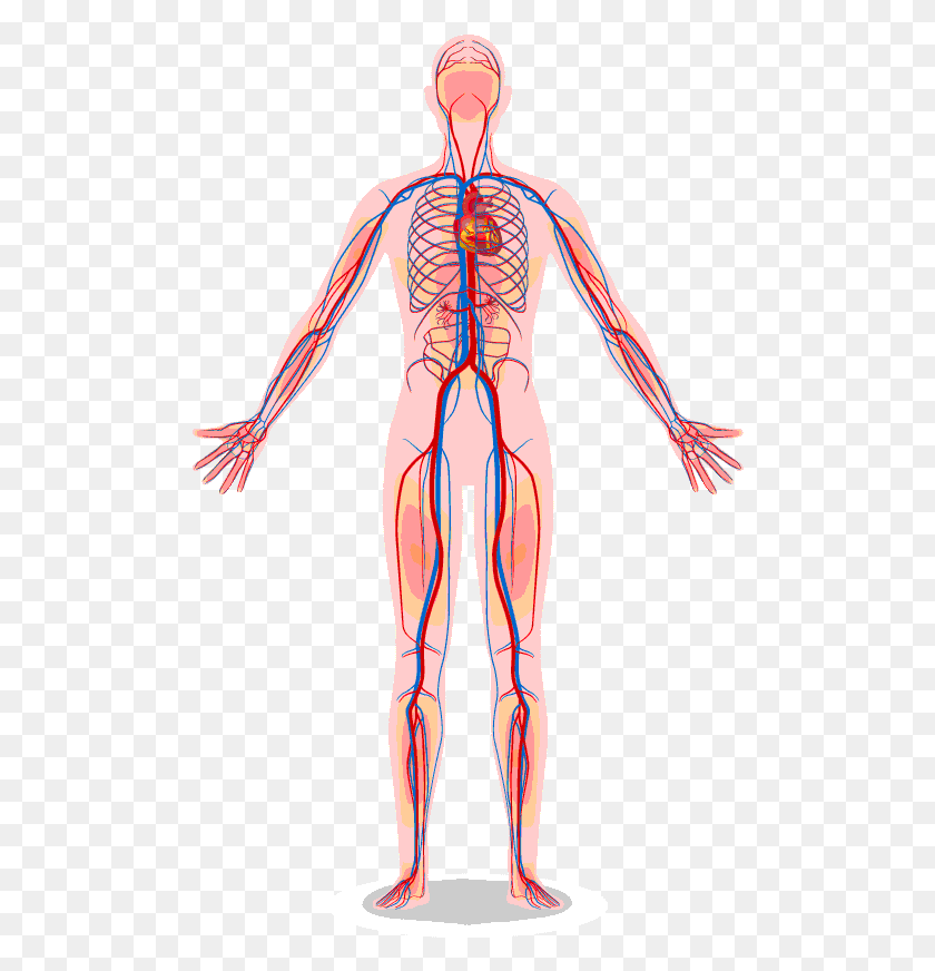 496x812 The Vascular System Contains Vessels That Transmit Human Body Circulatory System, Veins, Person, Human HD PNG Download