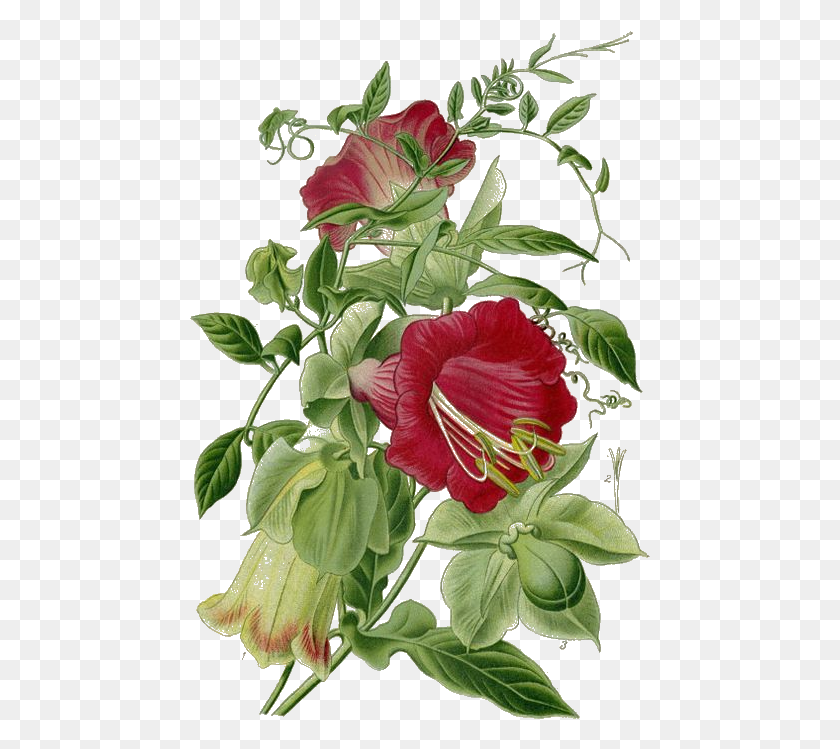 461x689 The Vivid And Thorny Dragon Rose Is Admired For Its Cobaea Scandens, Plant, Flower, Blossom HD PNG Download