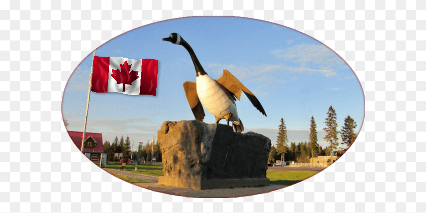 600x361 Png Канадский Гусь, Птица, Животное, Флаг Hd Png Скачать