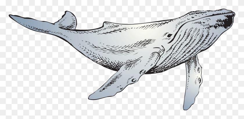 1900x859 Китовая Линия Искусство, Морская Жизнь, Животное, Рыба Hd Png Скачать