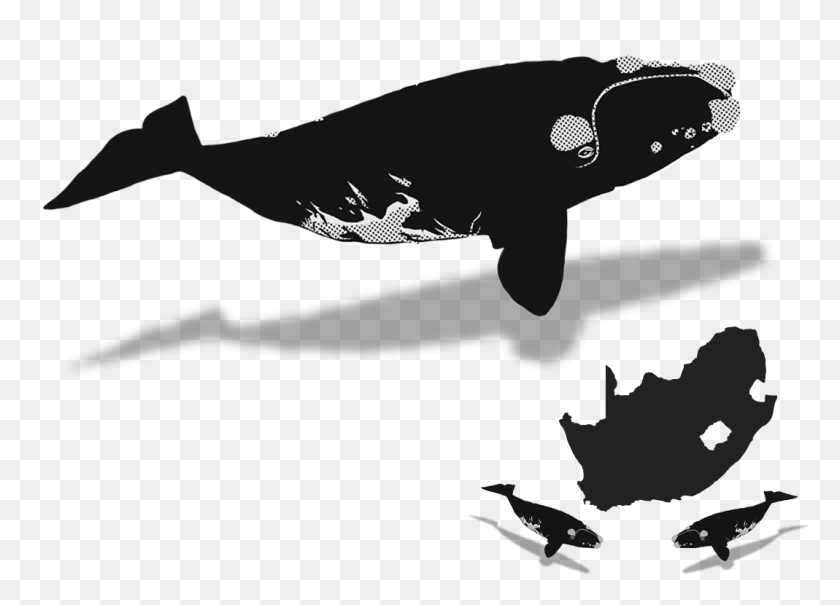 1069x748 The Whaleplanner Killer Whale, Animal, Wildlife, Amphibian HD PNG Download