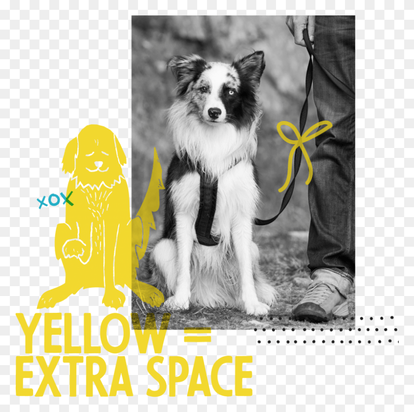 798x793 The Yellow Dog Project At Rchs Chinese Crested Dog, Pet, Canine, Animal HD PNG Download