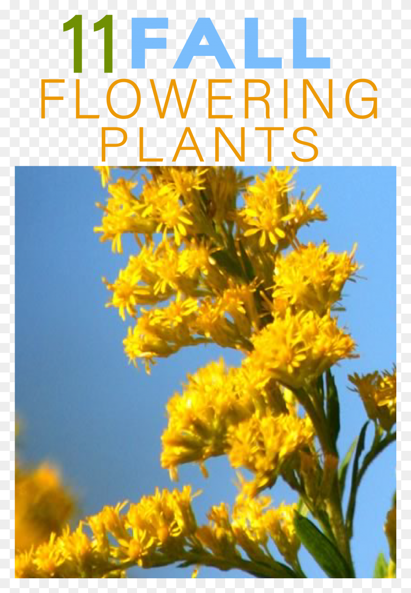 2401x3543 There Are Dozens Of Fall Blooming Flowers That Keep Giant Goldenrod, Plant, Flower, Blossom HD PNG Download
