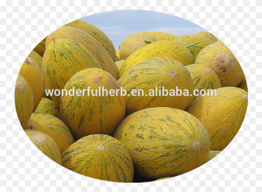 750x557 There Are More Than 180 Varieties Of Cantaloupe And Hami Melon, Fruit, Plant, Food HD PNG Download