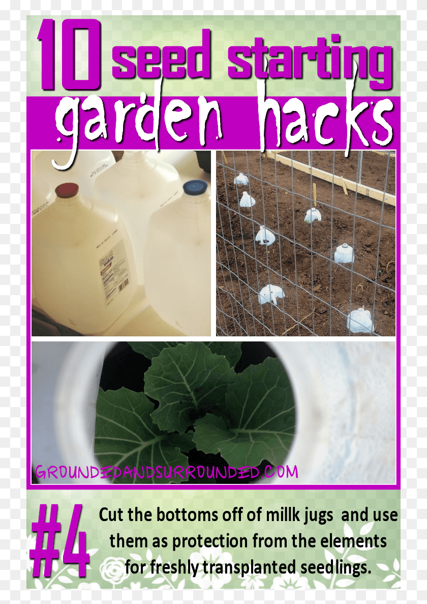 736x1127 There Are So Many Uses For Milk Jugs In The Garden Poster, Plant, Vegetable, Food HD PNG Download