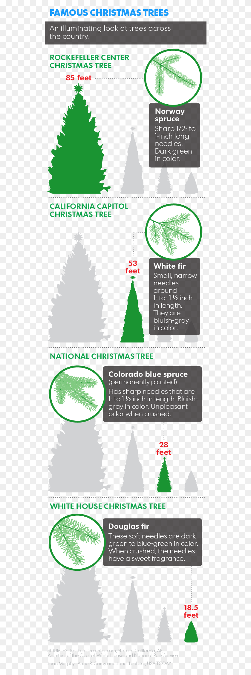 542x2199 There Are Trees Around The Country With Real Star Power Cut Christmas Tree In Payson, Tree, Plant, Text HD PNG Download