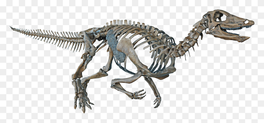 4196x1791 Descargar Png / Thescelosaurus Neglectus Velociraptor, Dinosaurio, Reptil, Animal Hd Png