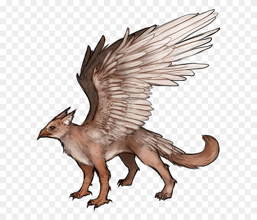 601x661 These Gryphons Are Found In More Temperate Climates Illustration, Vulture, Bird, Animal HD PNG Download