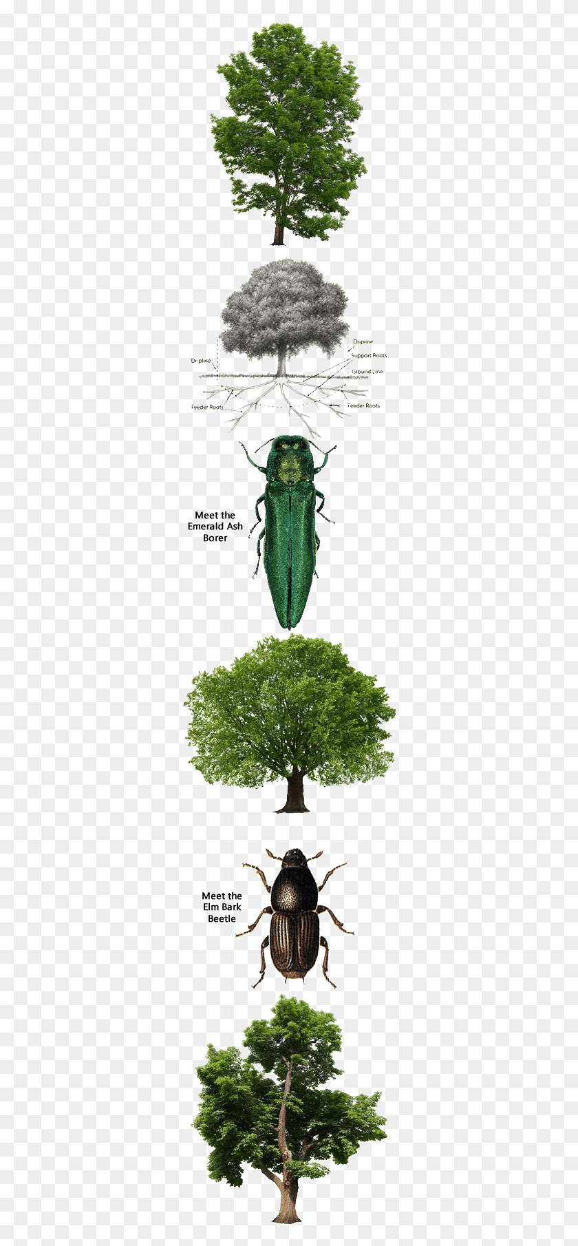 311x1750 These May Include Horticultural Oils Insecticidal Longhorn Beetle, Plant, Tree, Leaf Descargar Hd Png