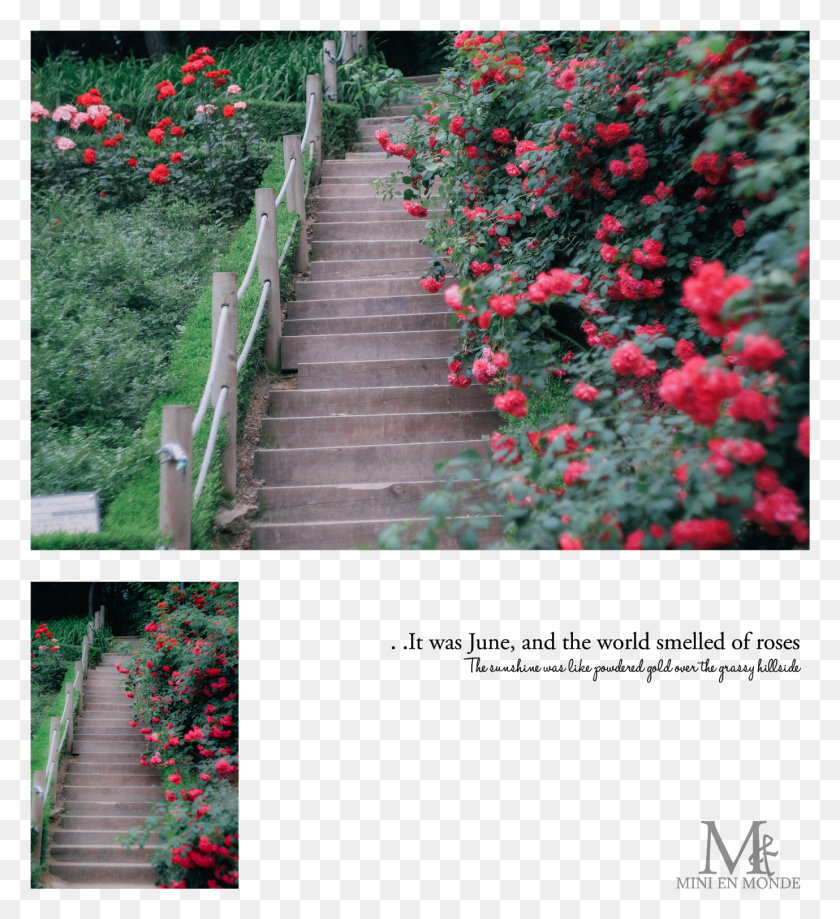 1379x1519 They Are So Pretty Right And Here In Bucheon They Have Walkway, Arbour, Garden, Outdoors HD PNG Download