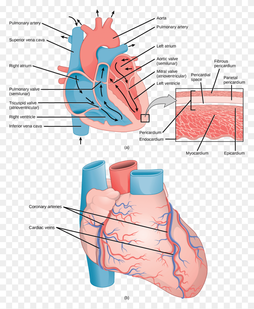 1038x1279 Thick Muscle Layer Called The Myocardium Surrounded Heart Capillaries, Neck, Diagram, Plot HD PNG Download
