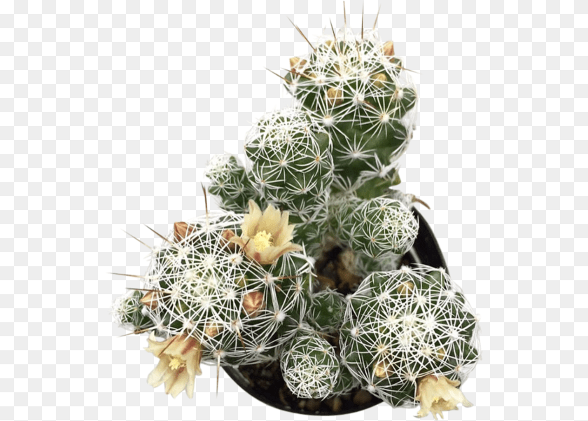 542x601 Thimble Download Hedgehog Cactus, Plant PNG
