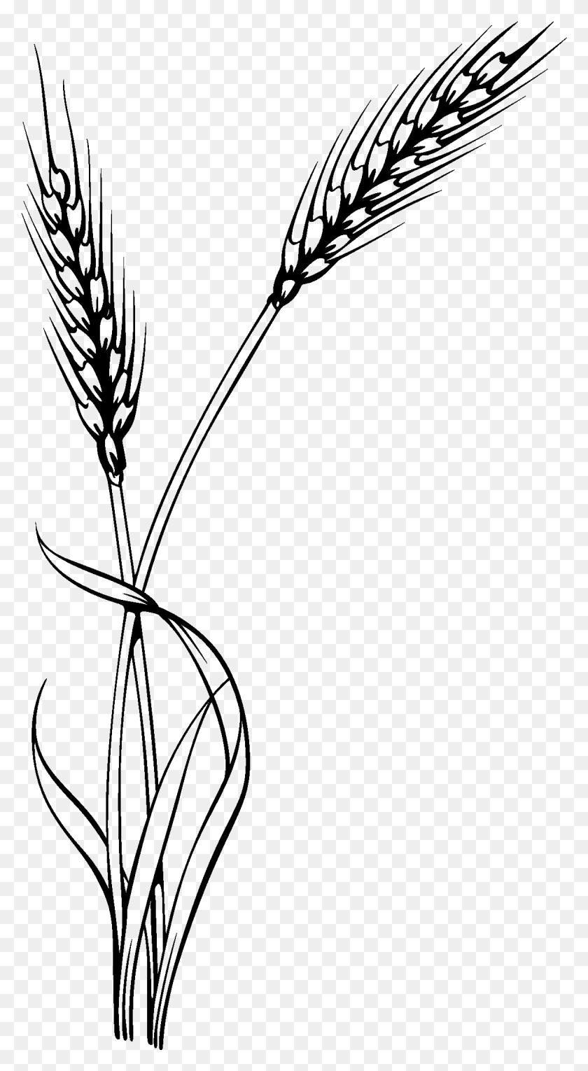 1182x2229 Thin Circle Design Of Wheat Icon Royalty Free Vector, Plant, Flower, Blossom HD PNG Download