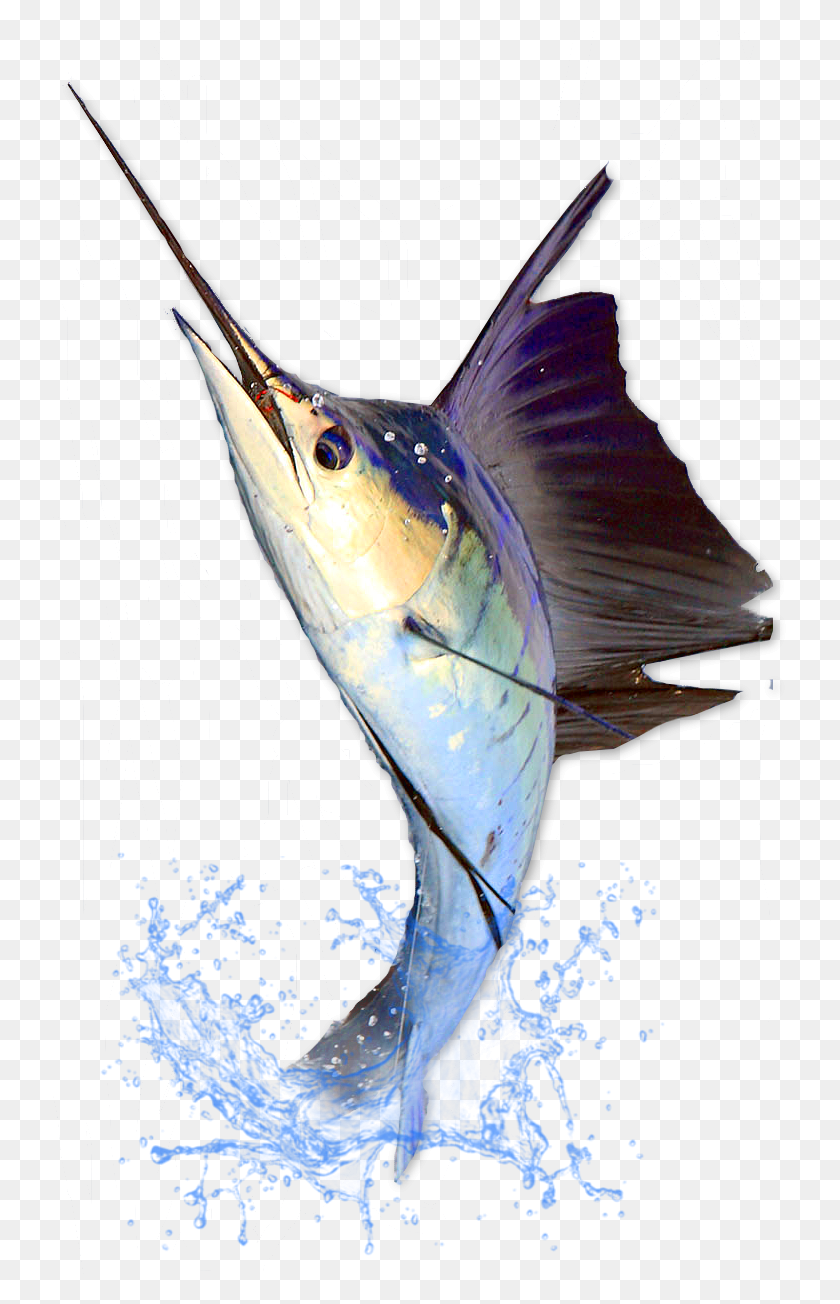 736x1244 This Area Is Known For Some Of The Best Rooster Fishing Dermapeutics Hyaluronic Lift Serum, Fish, Animal, Sea Life HD PNG Download