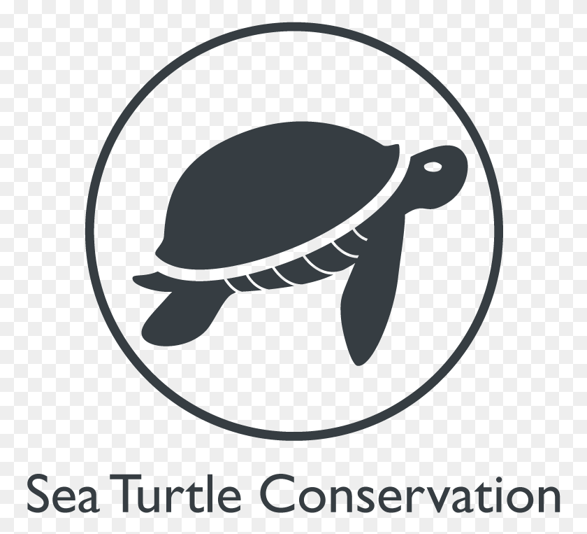 764x703 This Course Is Perfect For Girl Scouts Ages 13 18 With 10 Years, Sea Turtle, Turtle, Reptile HD PNG Download