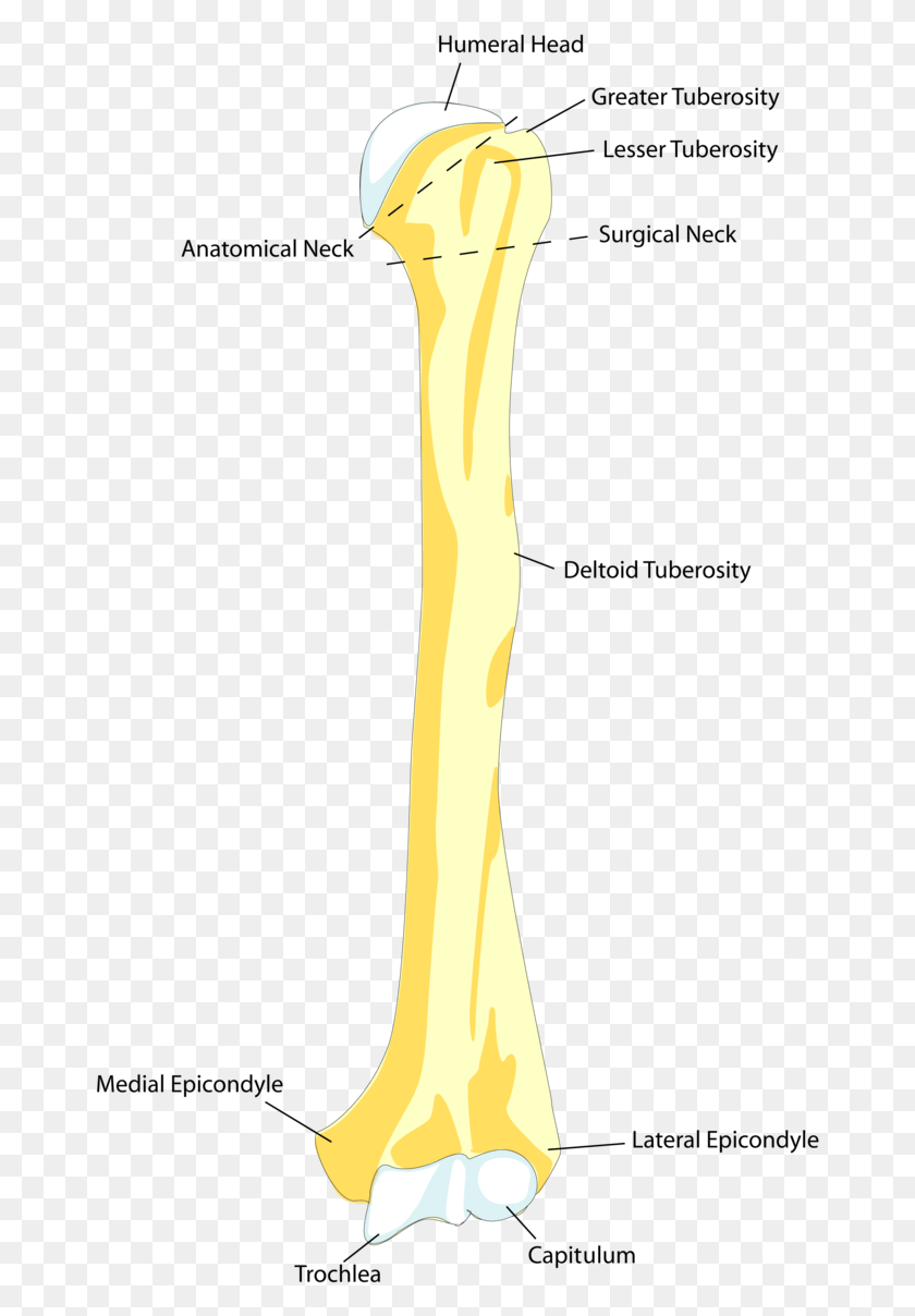 665x1148 This Drawing Of The Humerus Shows How It Attaches Proximally Parts Of Arm Bone, Tool, Axe, Electronics HD PNG Download