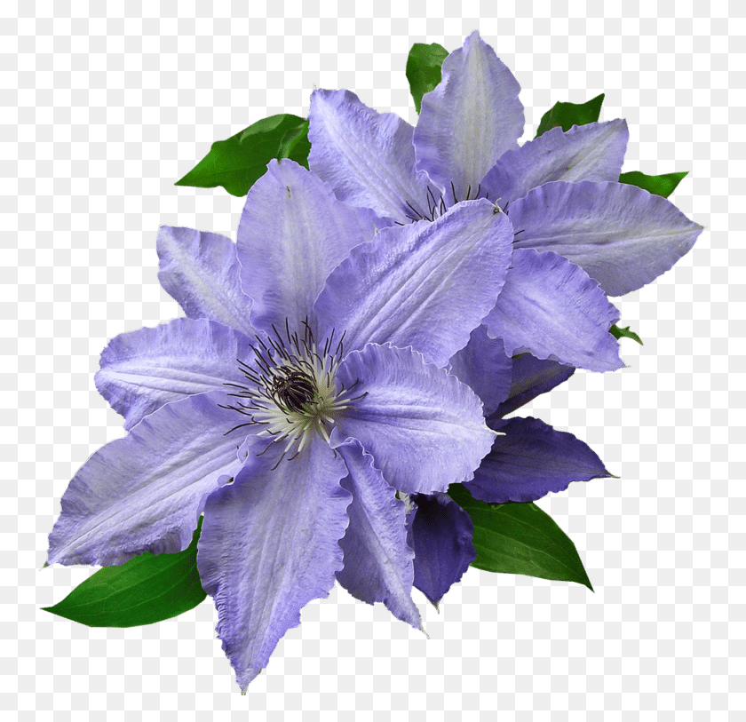 756x753 Esta Enredadera Con Flores Produce Flores Extravagantes, Toda Flor Púrpura Cortada, Planta, Flor, Flor Hd Png Descargar