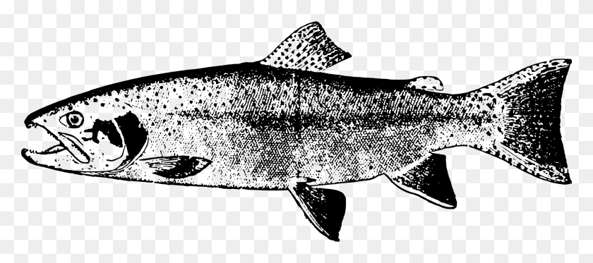 2400x964 Этот Бесплатный Дизайн Иконок Красивой Рыбы, Серый, Мир Варкрафта Png Скачать