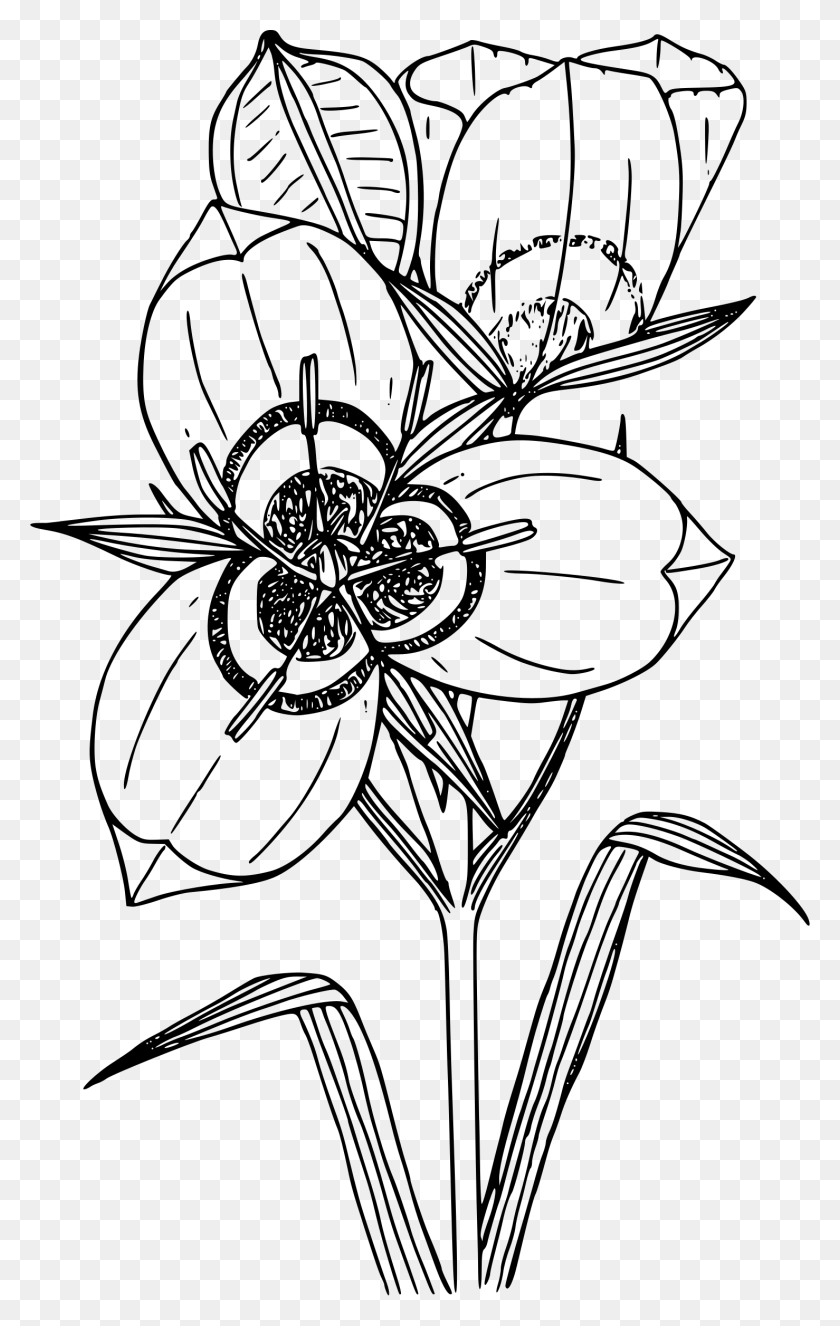 1478x2400 This Free Icons Design Of Big Podded Mariposa Lily, Gray, World Of Warcraft HD PNG Download