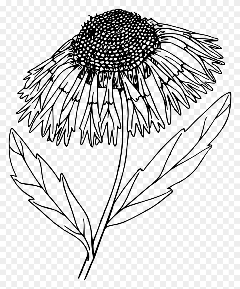 1973x2400 Этот Бесплатный Дизайн Иконок Одеяло Цветок, Серый, Мир Варкрафта Png Скачать