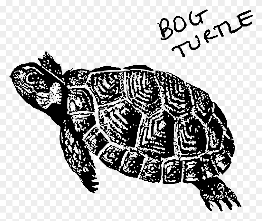2150x1784 This Free Icons Design Of Bog Turtle, Gray, World Of Warcraft HD PNG Download