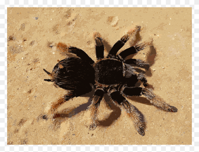 2400x1798 Этот Бесплатный Дизайн Иконок Brachypelma Klaasi 2009 Tarantula Del Desierto Occidental, Животное, Беспозвоночное, Насекомое Png Скачать