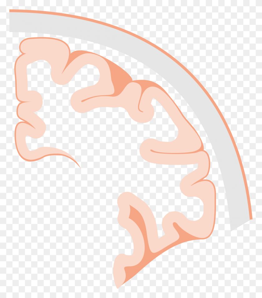 2083x2400 This Free Icons Design Of Brain Coronal Slice, Text, Food, Teeth HD PNG Download