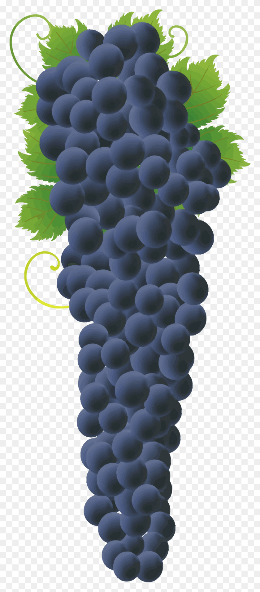 956x2267 Этот Бесплатный Дизайн Иконок Гроздь Вкусного Винограда, Фрукты, Растения, Еда Png Скачать