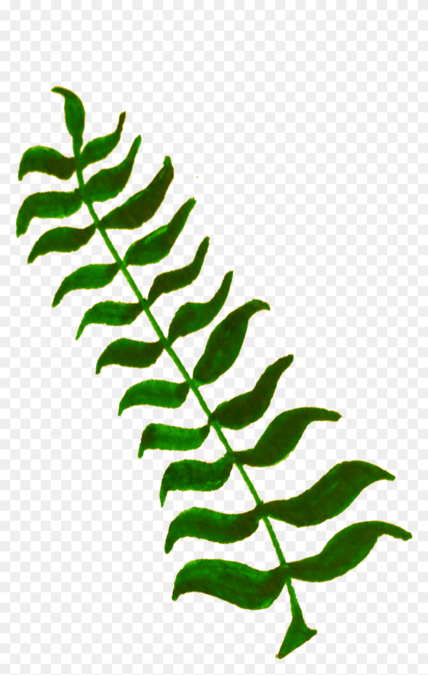 1374x2224 This Free Icons Design Of Calligraphic Illustration, Plant, Fern, Leaf HD PNG Download