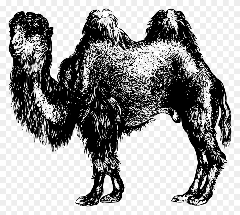 2397x2130 Этот Бесплатный Дизайн Иконок Верблюда 2 Верблюд, Серый, Мир Варкрафта Png Скачать