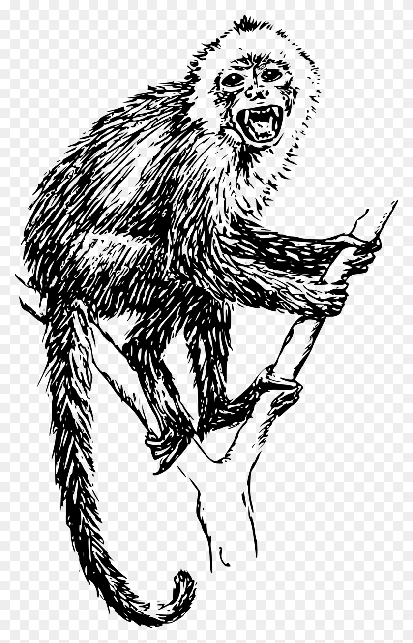 1501x2400 This Free Icons Design Of Capuchin Monkey 01 Mono Aullador Dibujo, Grey, World Of Warcraft Hd Png