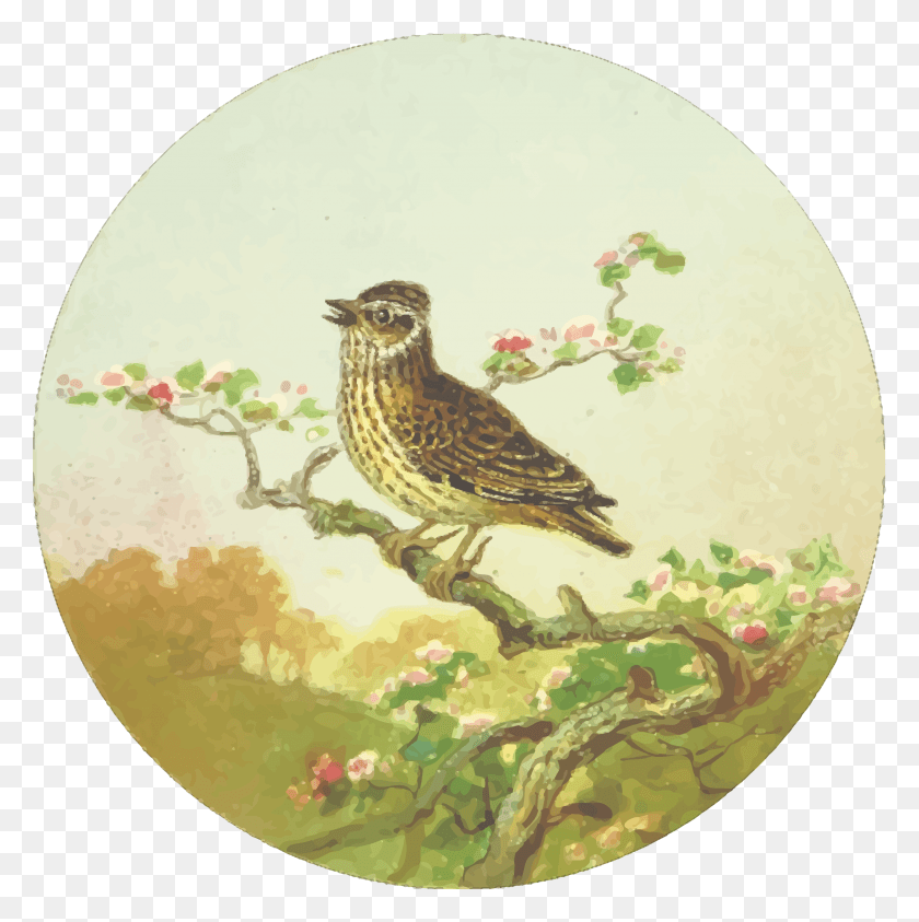 2388x2400 This Free Icons Design Of Circular Woodlark Drawing Lark, Bird, Animal HD PNG Download