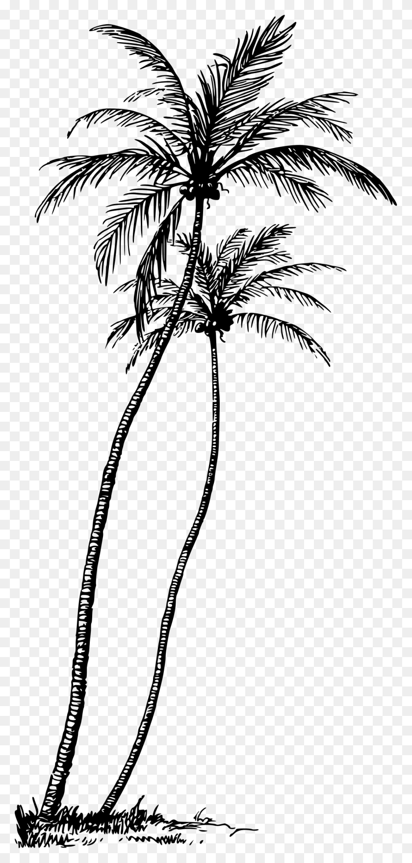 Пальмы тушью