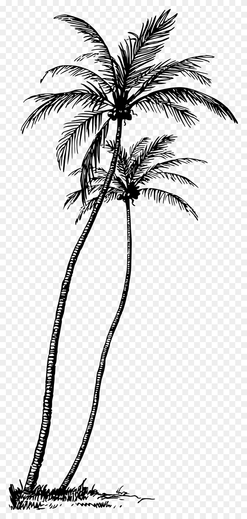 1101x2400 Este Diseño De Iconos Gratis De La Palma De Coco, Gris, World Of Warcraft Hd Png