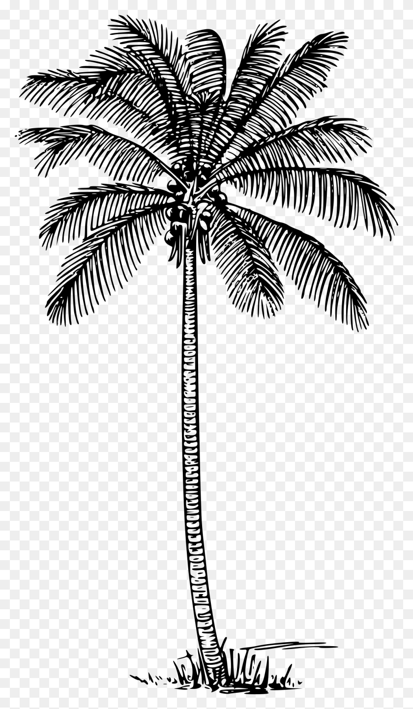 1353x2400 Этот Бесплатный Дизайн Иконок Кокосовой Пальмы, Серый, Мир Варкрафта Png Скачать