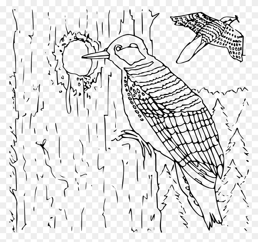 2401x2247 This Free Icons Design Of Coloring Book Woodpecker Clip Art Black And White Woodpecker, Gray, World Of Warcraft HD PNG Download
