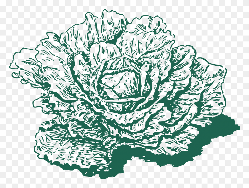 2400x1772 This Free Icons Design Of Dutch Cabbage, Plant, Vegetable, Food HD PNG Download