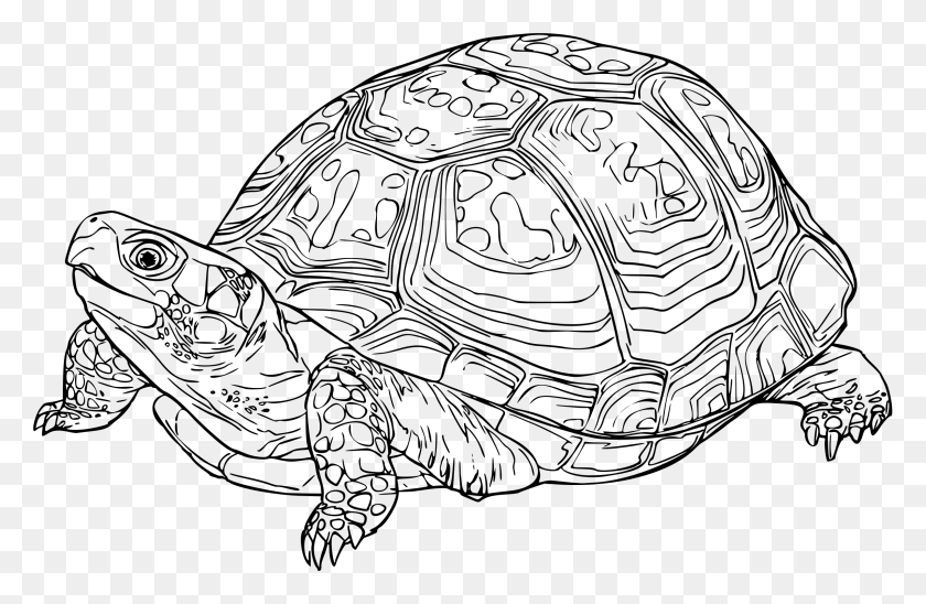 2400x1502 This Free Icons Design Of Eastern Box Turtle, Gray, World Of Warcraft HD PNG Download