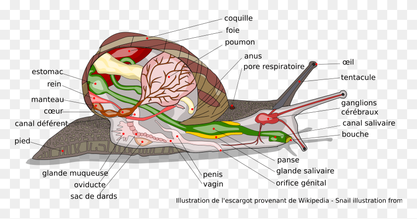 2360x1153 This Free Icons Design Of Escargot Anatomie Avec, Invertebrate, Animal, Sea Life HD PNG Download