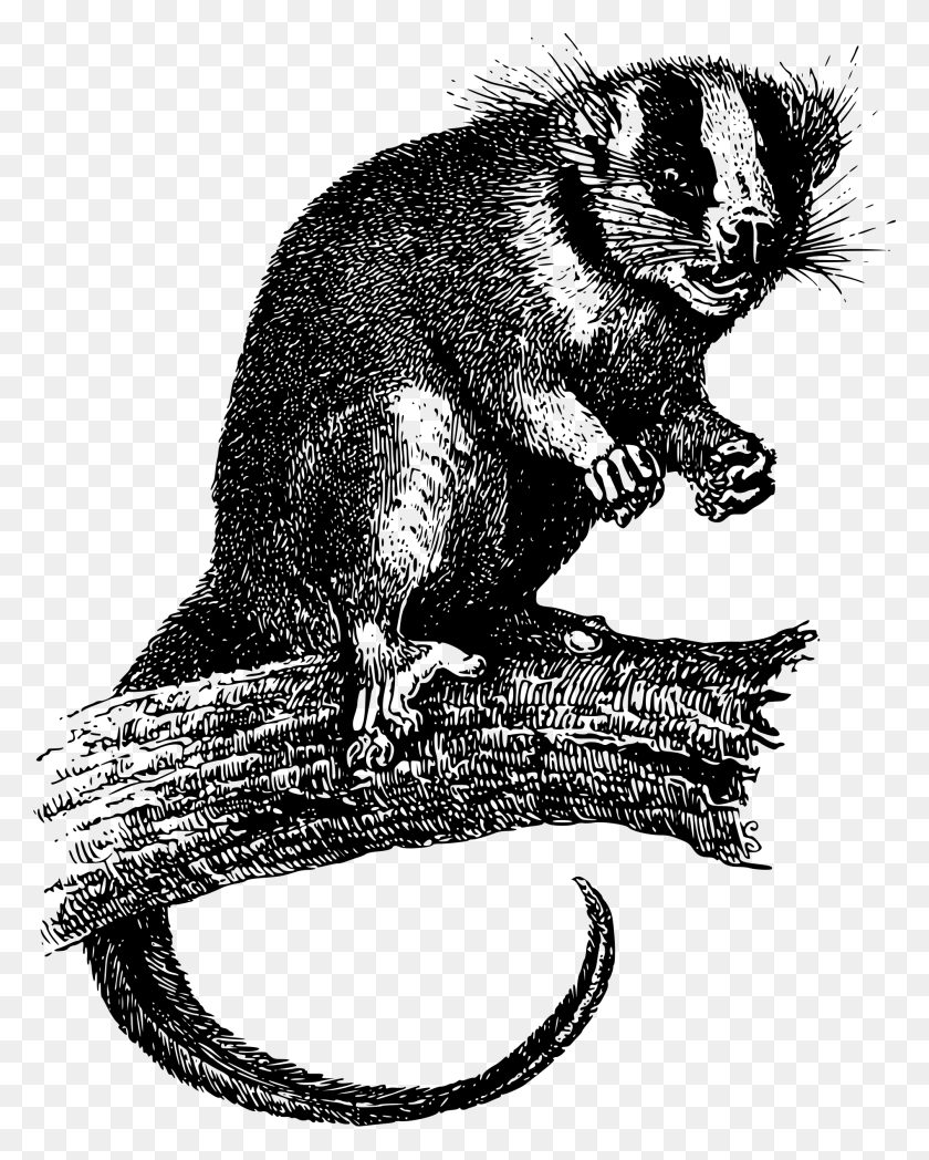 1894x2400 This Free Icons Design Of Feather Tailed Possum, Grey, World Of Warcraft Hd Png