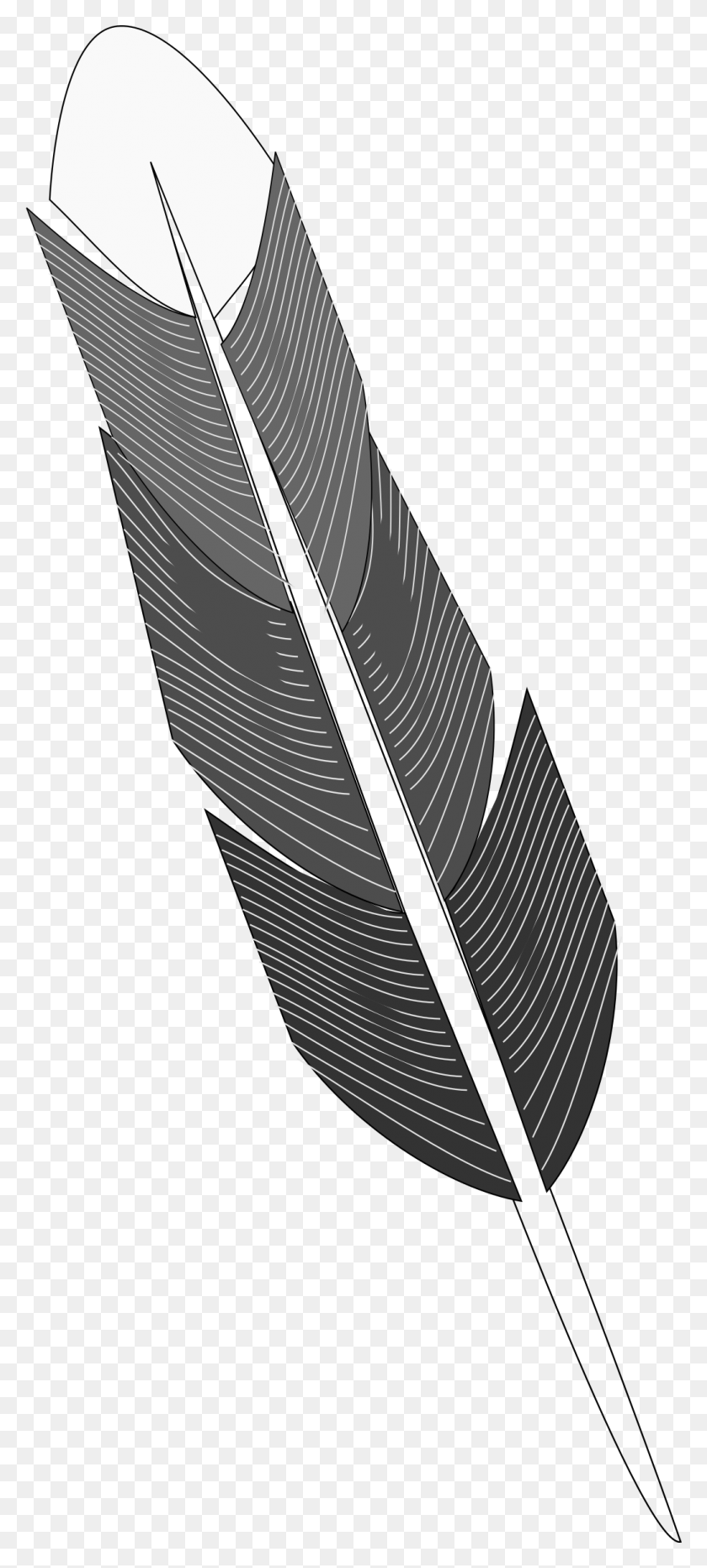 1038x2400 This Free Icons Design Of Grayscale Feather Grayscale Feather, Leaf, Plant, Veins HD PNG Download