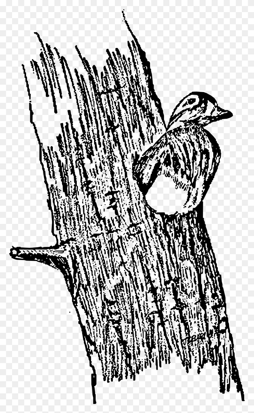 1393x2332 This Free Icons Design Of Hen Wood Ducks In A Tree Sketch, Gray, World Of Warcraft HD PNG Download