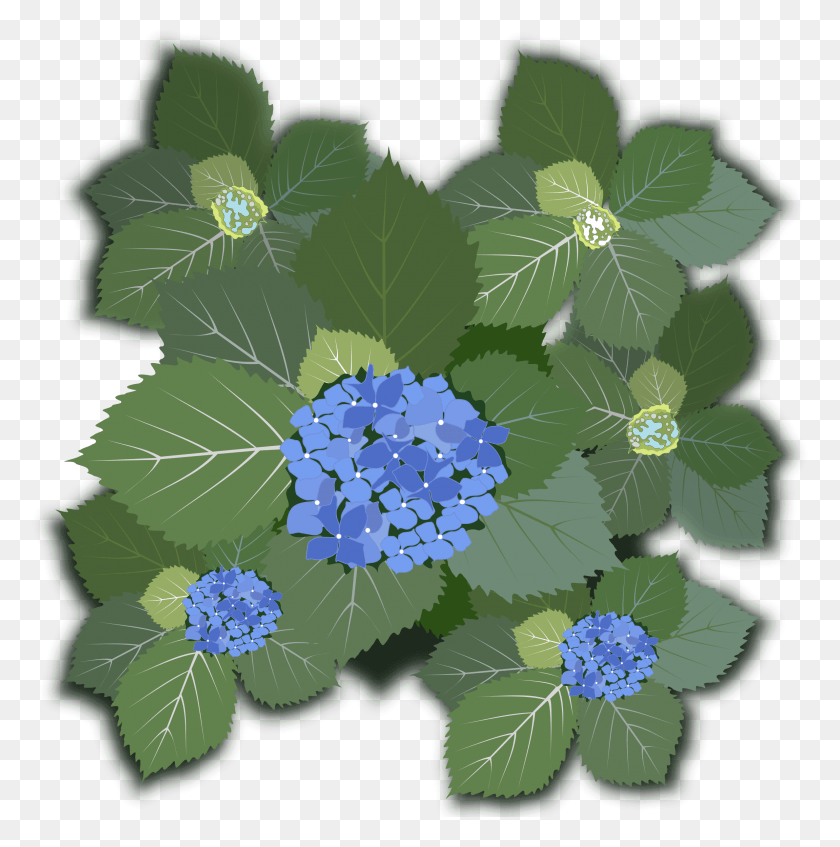 2378x2401 Этот Бесплатный Дизайн Иконок Гортензии Макрофилла, Растения, Герань, Цветок Png Скачать